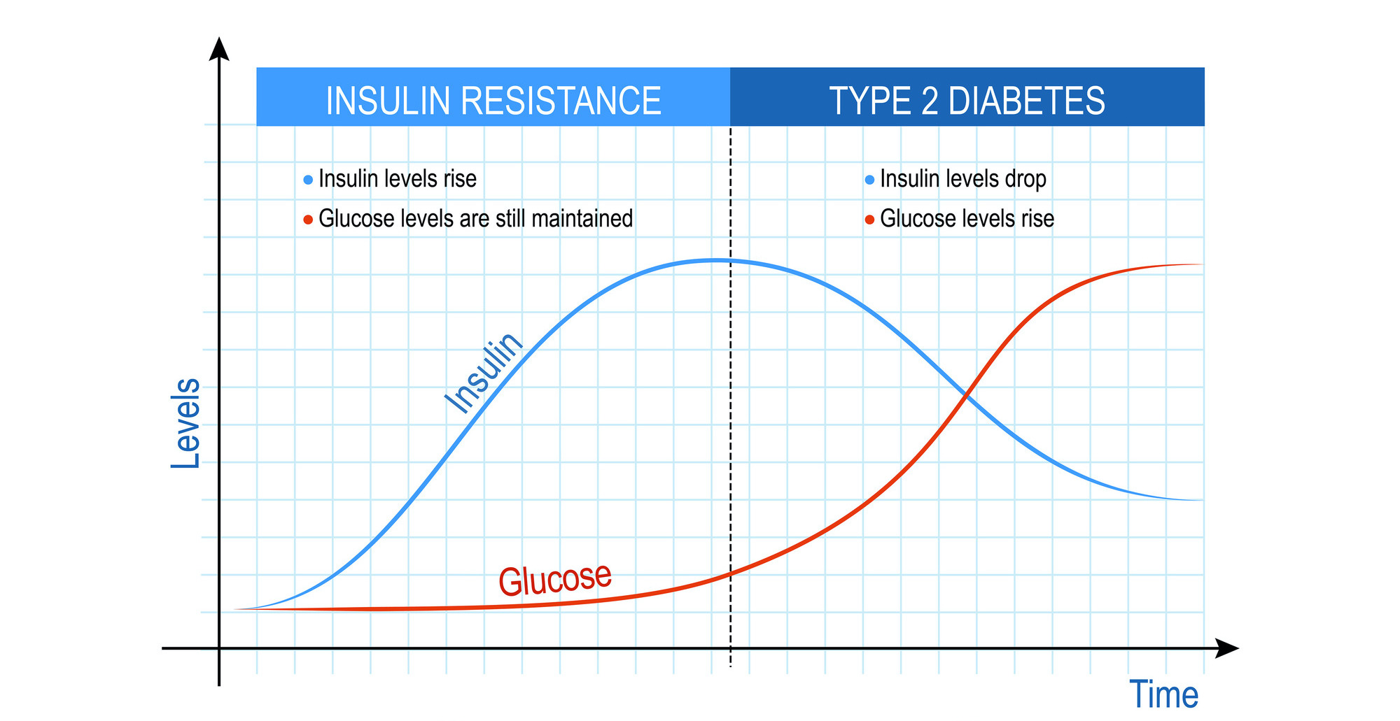Metabolic Syndrome Insulin Resistance