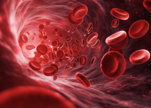 Photo of red blood cells