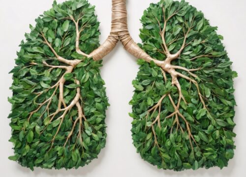 Photo of a plant in the shape of human lungs